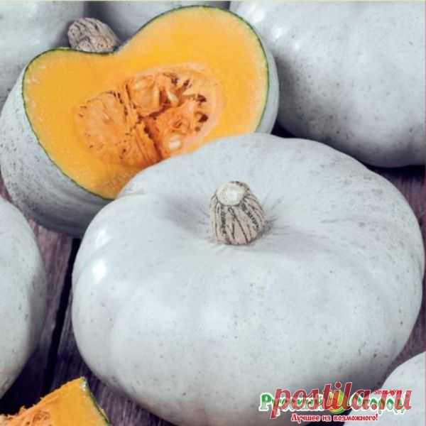 Семена. Тыква 