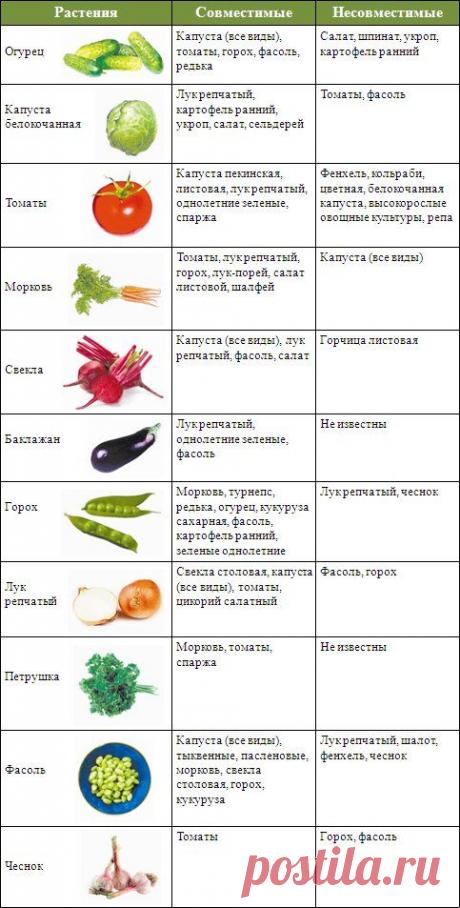Какие овощи уживаются на грядке, а соседство каких приводит к блеклому урожаю // Качканарский Четверг