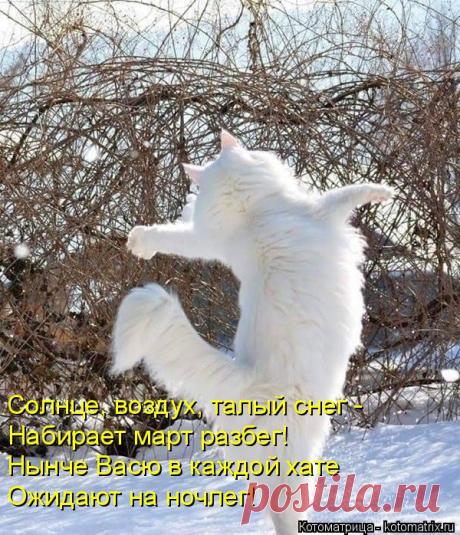 Котоматрица: Круть