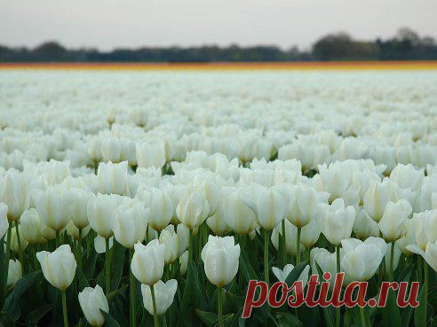 (41) Одноклассники