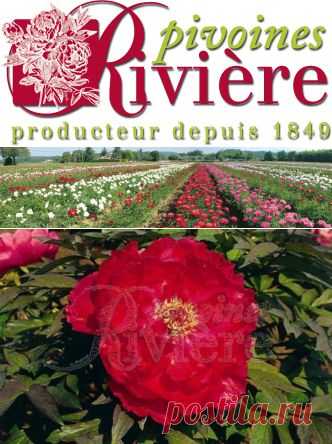 YOYO NO HOMARE - Suffruticosa - pivoines Arbustives