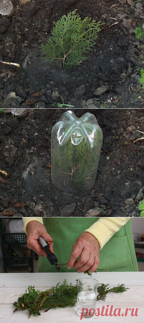 КАК ВЫРАСТИТЬ ТУЮ ИЗ ВЕТОЧКИ?