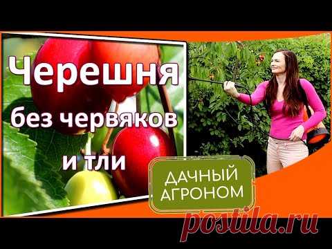 Червивая черешня с тлёй: что делать. Защита черешни и вишни от вредителей методом Дачного агронома