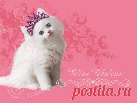 wallpapers_cats_258.jpg (1024×768)