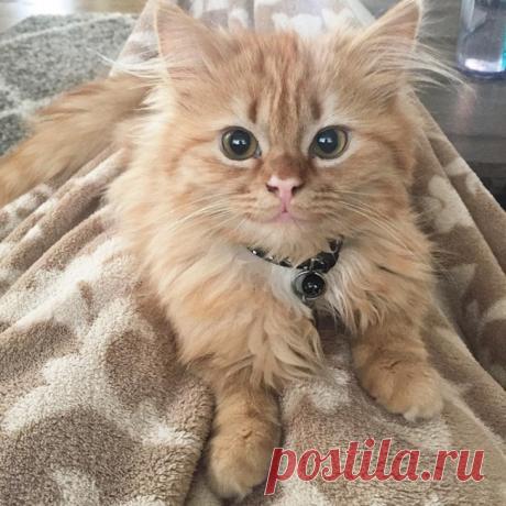 Котика забрали из приюта, и теперь он не перестает улыбаться