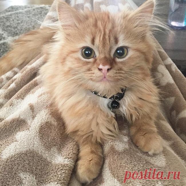 Котика забрали из приюта, и теперь он не перестает улыбаться