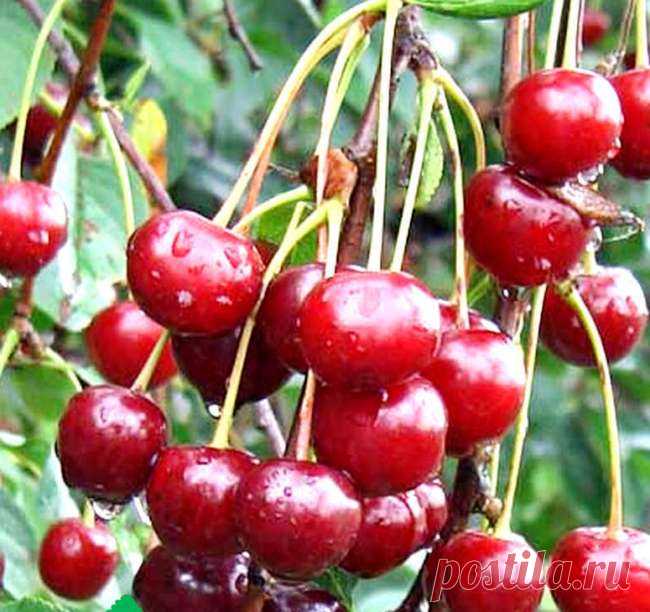 Лучшие сорта вишни | Агропромышленный вестник