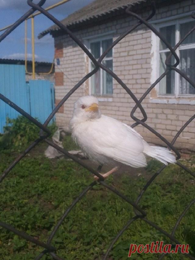 Белоснежная красота: подборка удивительных животных-альбиносов (16 фото) . Тут забавно !!!