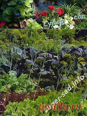 Севооборот на грядках. | Супер сад