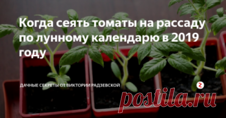 Когда сеять томаты на рассаду по лунному календарю в 2019 году Томаты являются самыми распространёнными овощами у огородников, ведь они очень вкусные, подходят для салатов и консервирования. Но чтобы вырастить прекрасные помидоры необходимо заранее подготовится к их посадки, чтобы они успели созреть в срок. Посев лучше всего осуществлять учитывая сорт и лунный календарь.
