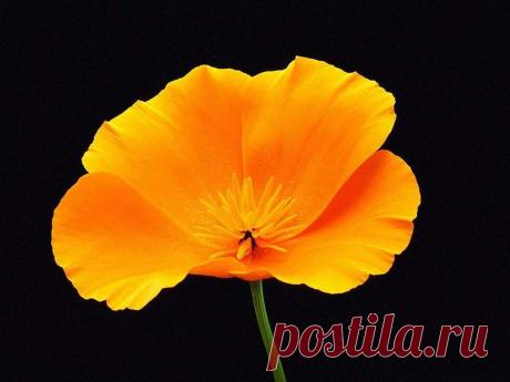 флешки | Записи в рубрике флешки | Творить добро( rottam)