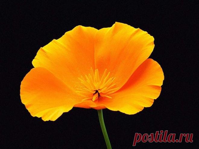 флешки | Записи в рубрике флешки | Творить добро( rottam)