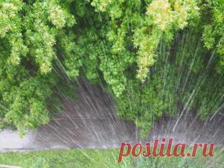 Белой акации  гроздья душистые...