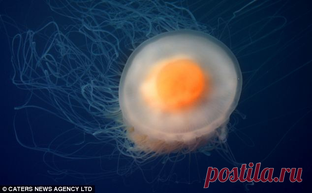 Выкатывание яйцом/воск | Записи в рубрике Выкатывание яйцом/воск | Дневник о Таро