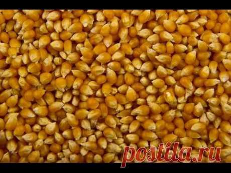 Пьяная Кукуруза для ловли Амура и Карася! Простая Ферментация!