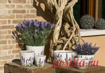 Лаванда на балконе: посадка, выращивание и уход своими руками | Obustroeno.Com