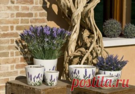 Лаванда на балконе: посадка, выращивание и уход своими руками | Obustroeno.Com