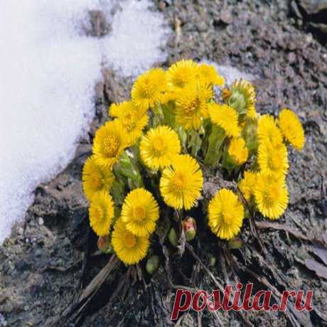 Мать-и-мачеха избавит от кашля | Друг пенсионера
У меня слабые легкие, раньше я час­то простужалась, и долгое время страдала от кашля. Так бы это и продолжалось, наверное, если бы не от­вар мать-и-мачехи.