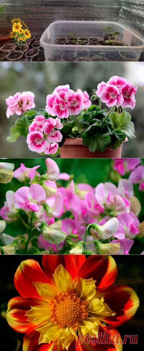 Какие растения можно посеять в январе | Растения для сада, огорода