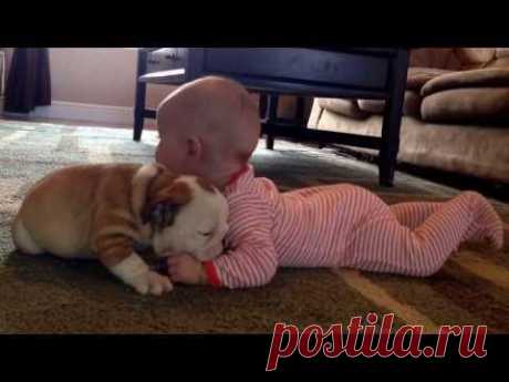 бульдога целует ребенка - Грудничок | moy-rebenok.ru