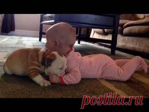 бульдога целует ребенка - Грудничок | moy-rebenok.ru