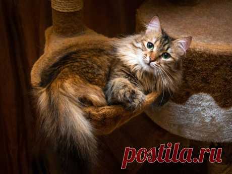 Шикарная кошечка Агнешка в добрые руки. Москва – ЗАЩИТА ЖИВОТНЫХ, пользователь Ольга Бавилина | Группы Мой Мир