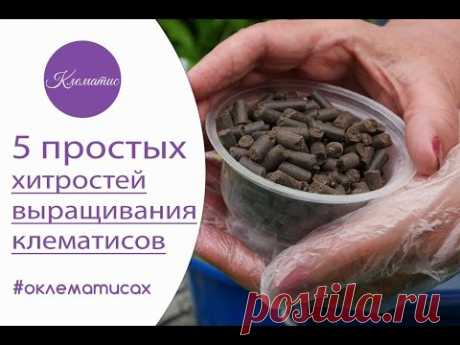 🌺 5 простых хитростей при выращивании клематисов от Нины Петруши и канала клематис ТV