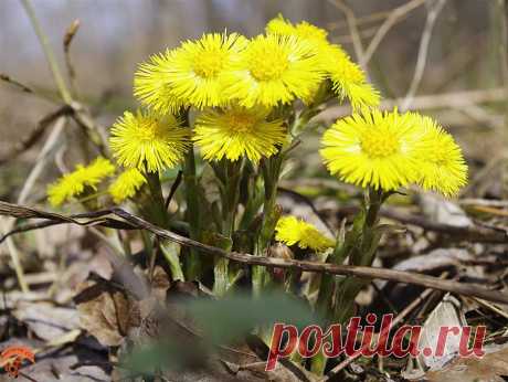 мать-и-мачеха