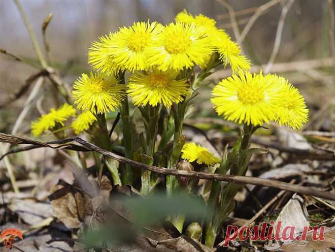 мать-и-мачеха