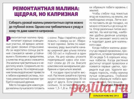 Ремонтантная малина: щедрая, но капризная