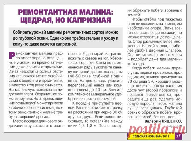 Ремонтантная малина: щедрая, но капризная