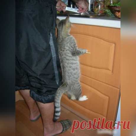 Самый лучший друг - это кот. Он никогда не скажет: 
"Почему ты жрешь по ночам?" Он будет жрать вместе с тобой!... )))