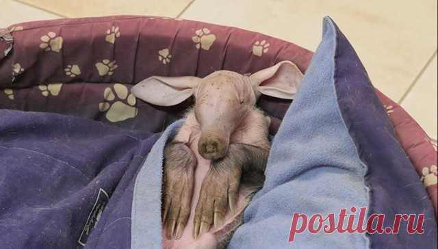 Ветеринар из Намибии приютила осиротевшего детеныша трубкозуба