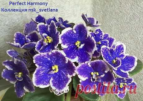 Perfect Harmony