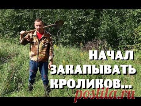 Мой кроличий бизнес ИЗДОХНЕТ?