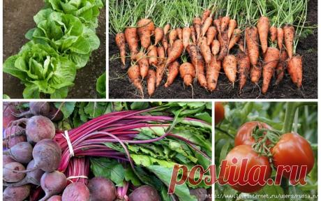 Дневник Надежда7162