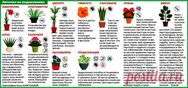 Аптечка на подоконнике