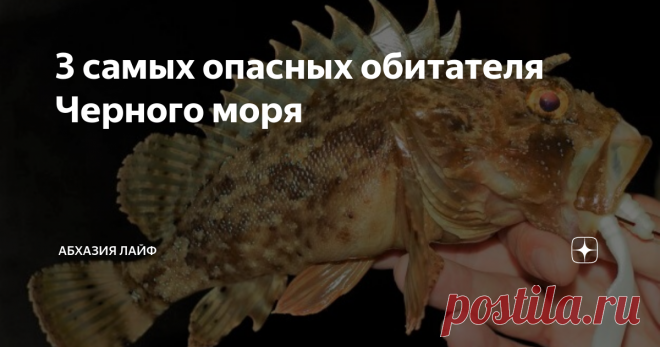 3 самых опасных обитателя Черного моря Самые опасные и ядовитые рыбы