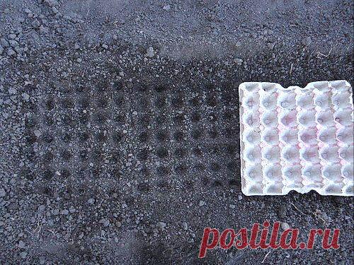 Коробки из-под яиц для быстрой разметки грядок.
