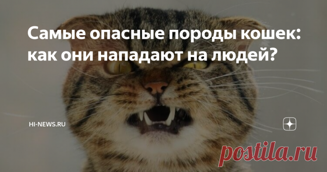 Самые опасные породы кошек: как они нападают на людей? Если верить статистике, на сегодняшний день в мире существует около 600 миллионов домашних кошек. Ученым удалось вывести примерно 200 пород, которые отличаются размерами, длиной шерсти и другими характеристиками. Также от породы зависит то, как ведет себя животное. Все кошки без исключения являются хищниками, поэтому нет ничего удивительного в том, что время от времени в них просыпаются естественные для них инстинкты и...