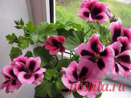 (48) Одноклассники