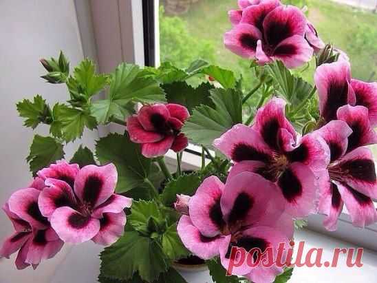 (48) Одноклассники