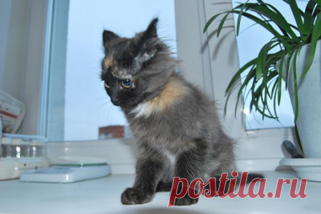 Тэсла в гневе