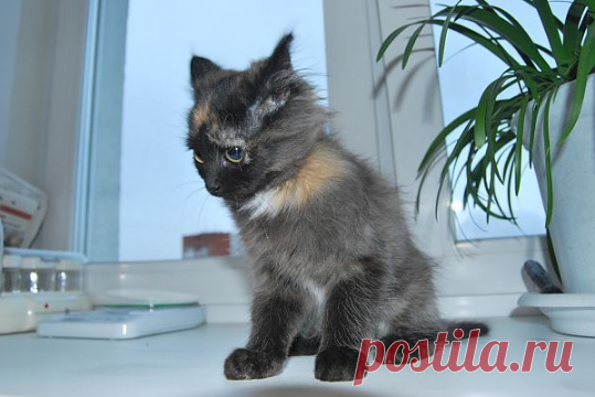 Тэсла в гневе