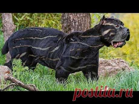 10 САМЫХ РЕДКИХ ПОРОД СОБАК В МИРЕ