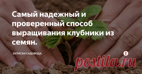Самый надежный и проверенный способ выращивания клубники из семян. Размножение садовой клубники семенами очень трудоемкий и долгий процесс, требующий соблюдения сроков и технологии посева и тщательного ухода за нежными всходами. Хотя, для садовода – огородника, ежегодно выращивающего рассаду, ничего сложного в этом нет.
Способов выращивания клубники из семян очень много. Клубнику можно высевать в самокрутку с почвой, на бумагу, в кокосовый субстрат и даже в гидро