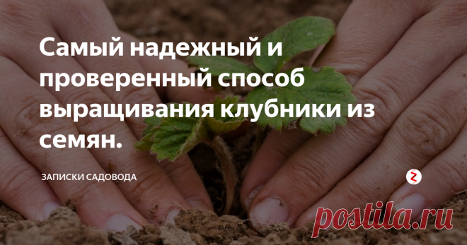 Самый надежный и проверенный способ выращивания клубники из семян. Размножение садовой клубники семенами очень трудоемкий и долгий процесс, требующий соблюдения сроков и технологии посева и тщательного ухода за нежными всходами. Хотя, для садовода – огородника, ежегодно выращивающего рассаду, ничего сложного в этом нет.
Способов выращивания клубники из семян очень много. Клубнику можно высевать в самокрутку с почвой, на бумагу, в кокосовый субстрат и даже в гидро