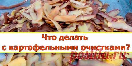 Картофельные очистки — лучшее удобрение для смородины. Картофельные очистки — источник крахмала, который так нравится смородине, что ее ягоды становятся величиной с вишню. Хотите получить отличный урожай смородины? Не поленитесь за зиму насушить картофель…