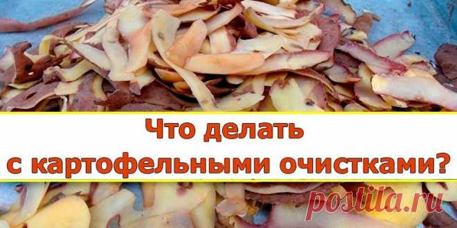 Картофельные очистки — лучшее удобрение для смородины. Картофельные очистки — источник крахмала, который так нравится смородине, что ее ягоды становятся величиной с вишню. Хотите получить отличный урожай смородины? Не поленитесь за зиму насушить картофель…