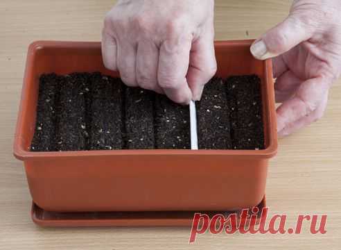 Как вырастить бархатцы